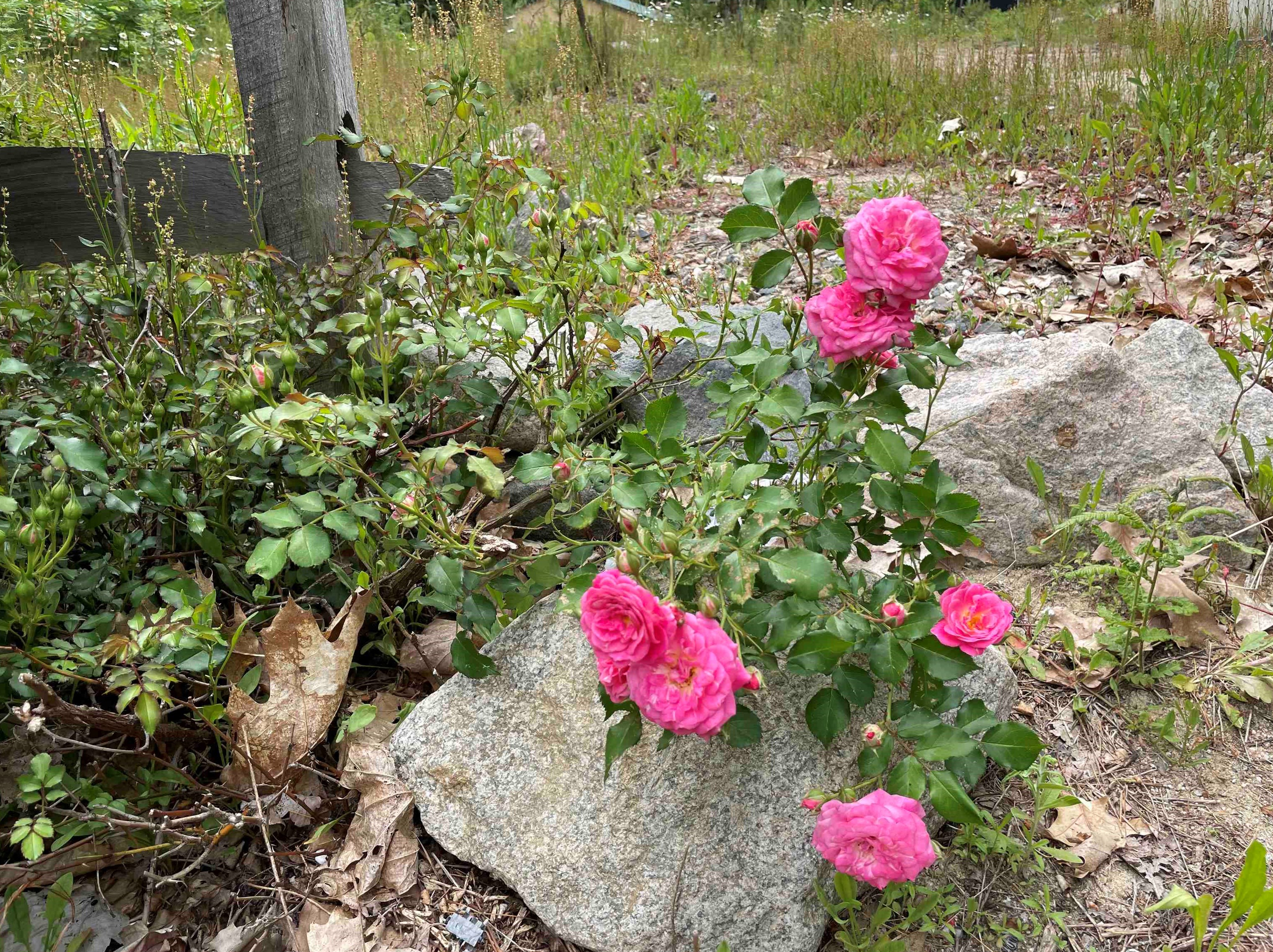 405 Route 25, Ctr Ossipee NH  03814-6401 exterior