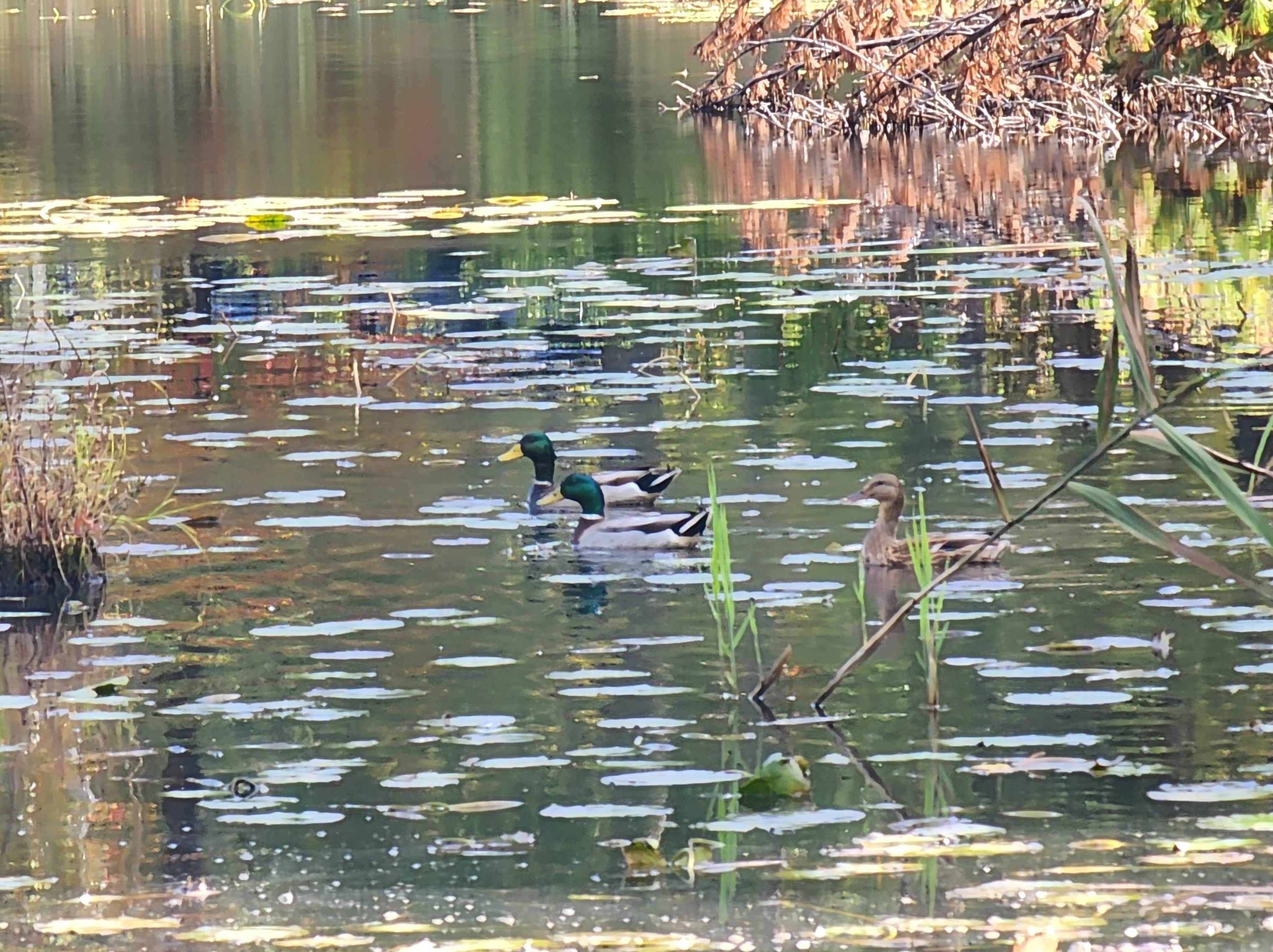 4649 Brown Ave, Manchester NH 03103-6726 exterior