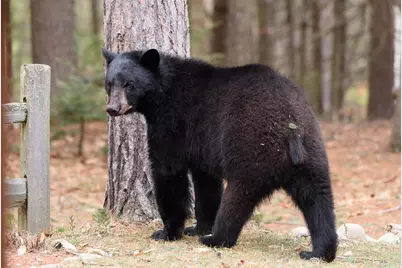 2832 Nh Route 175, Thornton, NH 03285 - Photo 60