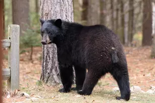 2832 Nh Route 175, Thornton, NH 03285 - Photo 60