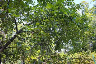 339 Burt Hill Rd, Winchester, NH 03470 - Photo 42