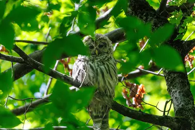 14 Summit Drive, Franconia, NH 03580 - Photo 12