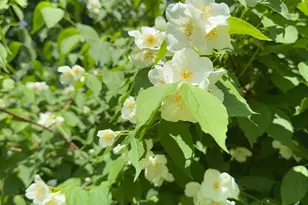 1860 Presidential Hwy, Jefferson, NH 03583 - Photo 10