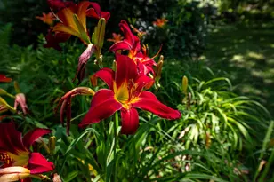 775 Winona Rd, Center Harbor, NH 03226 - Photo 50