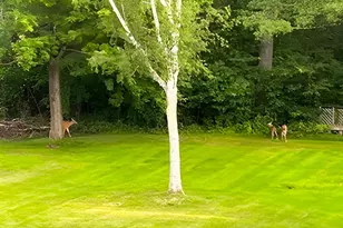 6 On the Common, Lyme, NH 03768 - Photo 10