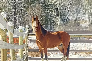 484 Old Swanzey Rd, Chesterfield, NH 03462 - Photo 56