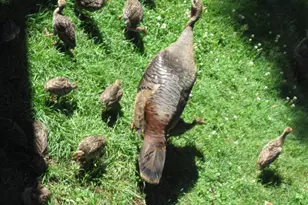 7 Turkey Ridge Rd, Newmarket, NH 03857 - Photo 42