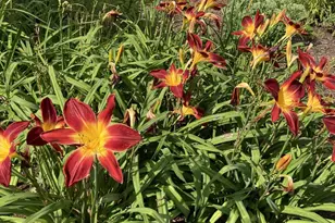 101 Wentworth Rd, Walpole, NH 03608 - Photo 46