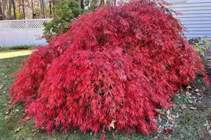 7 Birchwood Dr, Derry, NH 03038 - Photo 50