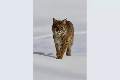 21 Quarry Road, Campton, NH 03223 - Photo 60