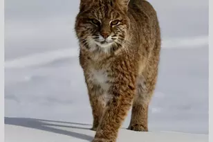 21 Quarry Rd, Campton, NH 03223 - Photo 60