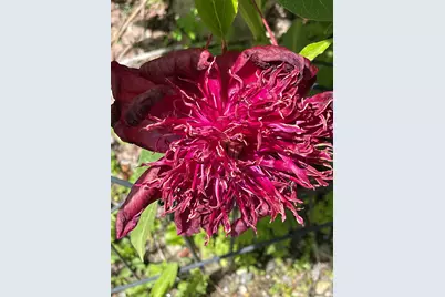 147 Hamwoods Road, Alton, NH 03809 - Photo 60