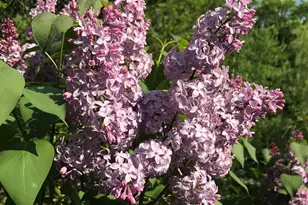 147 Ham Woods Rd, Alton, NH 03809 - Photo 58