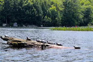 608 Otter Rd, Grantham, NH 03753 - Photo 28