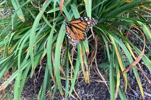 10 Autumn St, Goffstown, NH 03045 - Photo 14