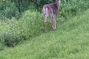 10 Eagle Nest Dr, Franklin, NH 03235 - Photo 36