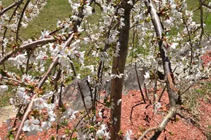 71 Deerwood Hollow, Chester, NH 03036 - Photo 42