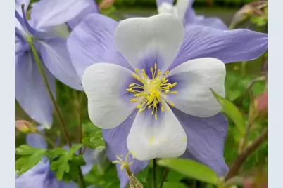 11 Bryant Lane, Enfield, NH 03748 - Photo 34