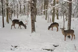 12 Laurel Cir, Wolfeboro, NH 03894 - Photo 6