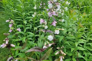 80 Wildlife Blvd, Belmont, NH 03220 - Photo 38