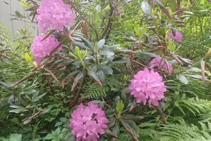 52 Mason Rd, Brookline, NH 03033 - Photo 40