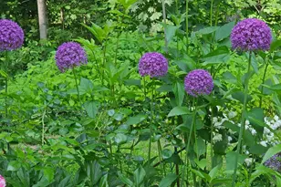 425 Pleasant St, Rollinsford, NH 03869 - Photo 42