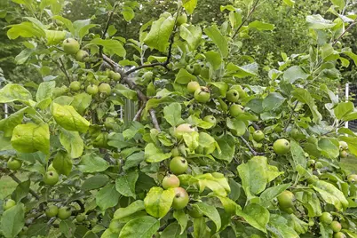 36 Tiger Trail, Meredith, NH 03253 - Photo 24