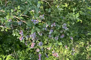 533 Juniper Hill Rd, Stoddard, NH 03464 - Photo 28