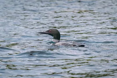 715 Washington Drive, Washington, NH 03280 - Photo 40