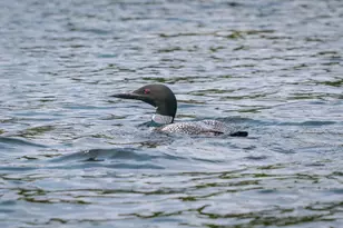 715 Washington Dr, Washington, NH 03280 - Photo 40