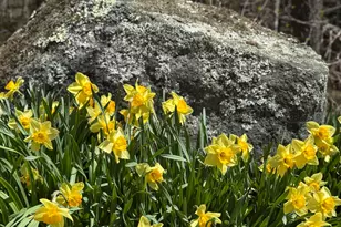 334 Brush Brook Rd, Dublin, NH 03444 - Photo 52