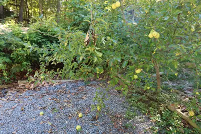 7 Piper Lane, Jaffrey, NH 03452 - Photo 56