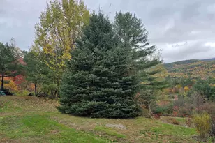 890 Mt Moosilauke Hwy, Wentworth, NH 03282 - Photo 16