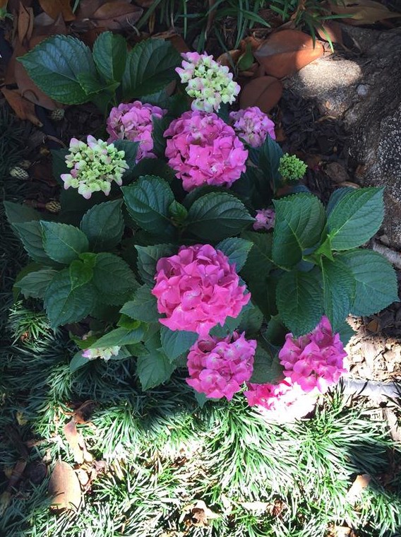 2928 Oak Tree Dr, Plano TX 75025-5076 exterior