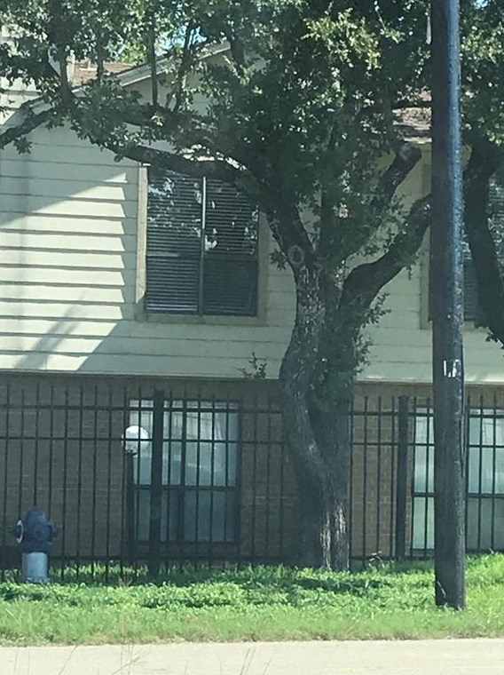 6646 E Lovers Ln Apt 804, Dallas, TX 75214