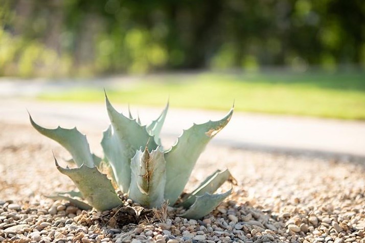 1006 Mcbroom St, Dallas TX 75212-2850 exterior