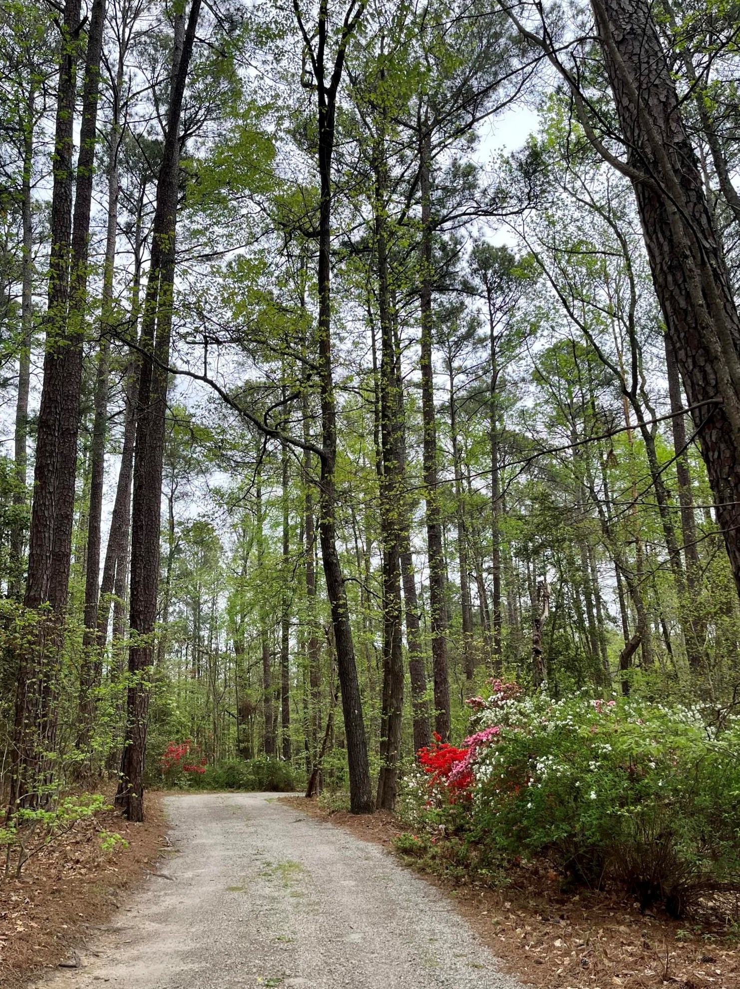 1645 W Martintown Rd, North Augusta, SC 29860