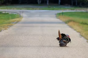 362 Kruse Hill Dr, Fredericksburg, TX 78624 - Photo 50