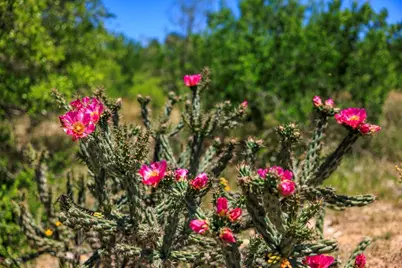 256 Persimmon Point, Mason, TX 76856 - Photo 44