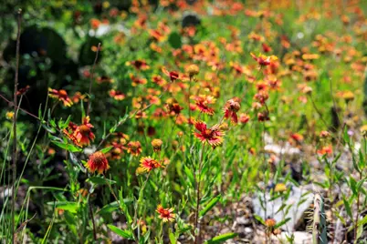 256 Persimmon Point, Mason, TX 76856 - Photo 40