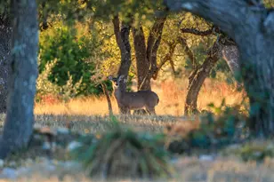 162 Flowering Sage Ln, Fredericksburg, TX 78624 - Photo 68