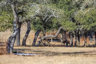 1783 Axis Cir, Fredericksburg, TX 78624 - Photo 38