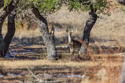1783 Axis Circle, Fredericksburg, TX 78624 - Photo 40