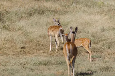1763 Nixon Creek Rd, Fredericksburg, TX 78624 - Photo 40