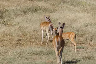 1763 Nixon Creek Rd, Fredericksburg, TX 78624 - Photo 40