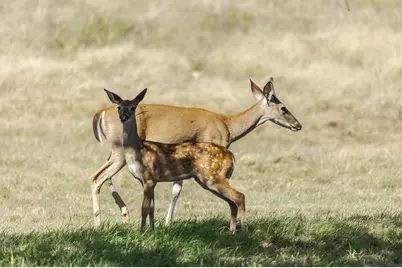 1763 Nixon Creek Rd, Fredericksburg, TX 78624 - Photo 38