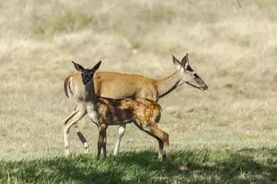 1763 Nixon Creek Rd, Fredericksburg, TX 78624 - Photo 38