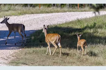 1763 Nixon Creek Rd, Fredericksburg, TX 78624 - Photo 34