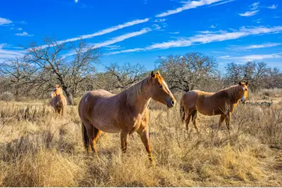 10001 N Hwy 87, Mason, TX 75856 - Photo 6