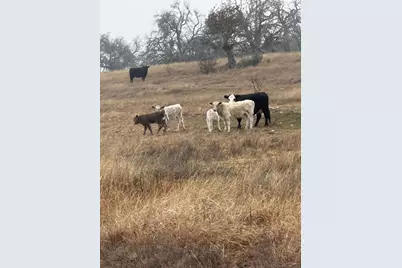 440 Junker Hill Dr, Fredericksburg, TX 78624 - Photo 68